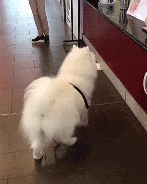 萨摩耶掉毛特别严重怎么回事,萨摩耶夏天掉毛快秃了