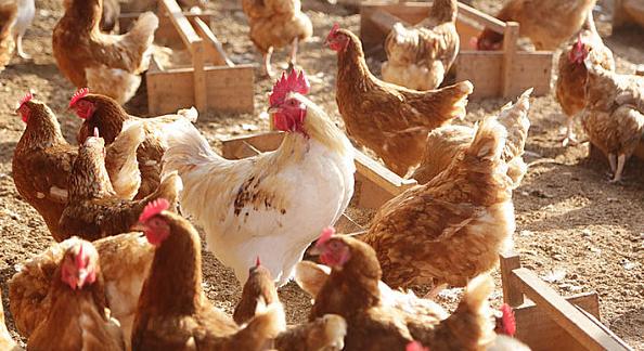 养鸡户注意啦！（4种情况）可用转移因子，效果超给力