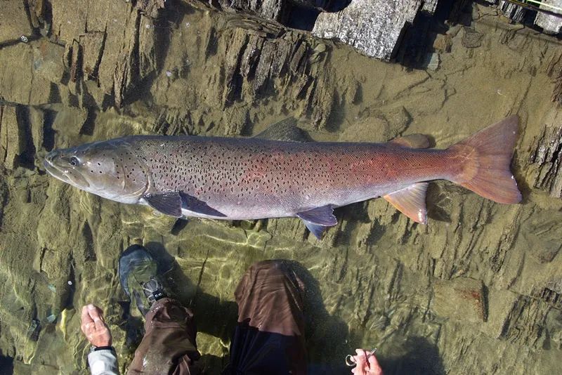 黑龙江三花五罗十八子图片,黑龙江名鱼三花五罗