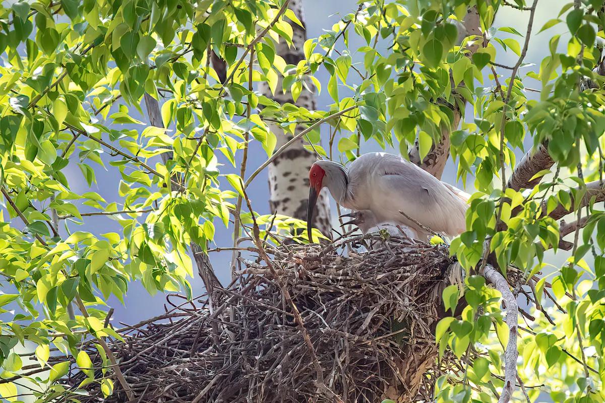 大鸟袭击人,大鸟伤人事件