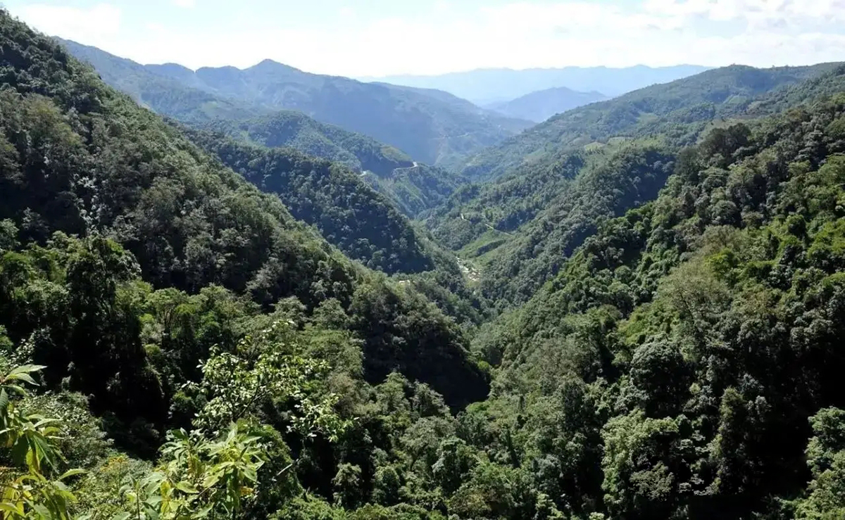云南哀牢山有黑熊吗,云南深山老林发现黑熊