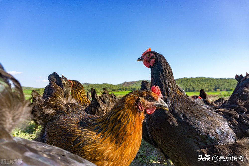 鸡霉菌性肠炎是什么引起的,蛋鸡霉菌引起的肠毒怎么治