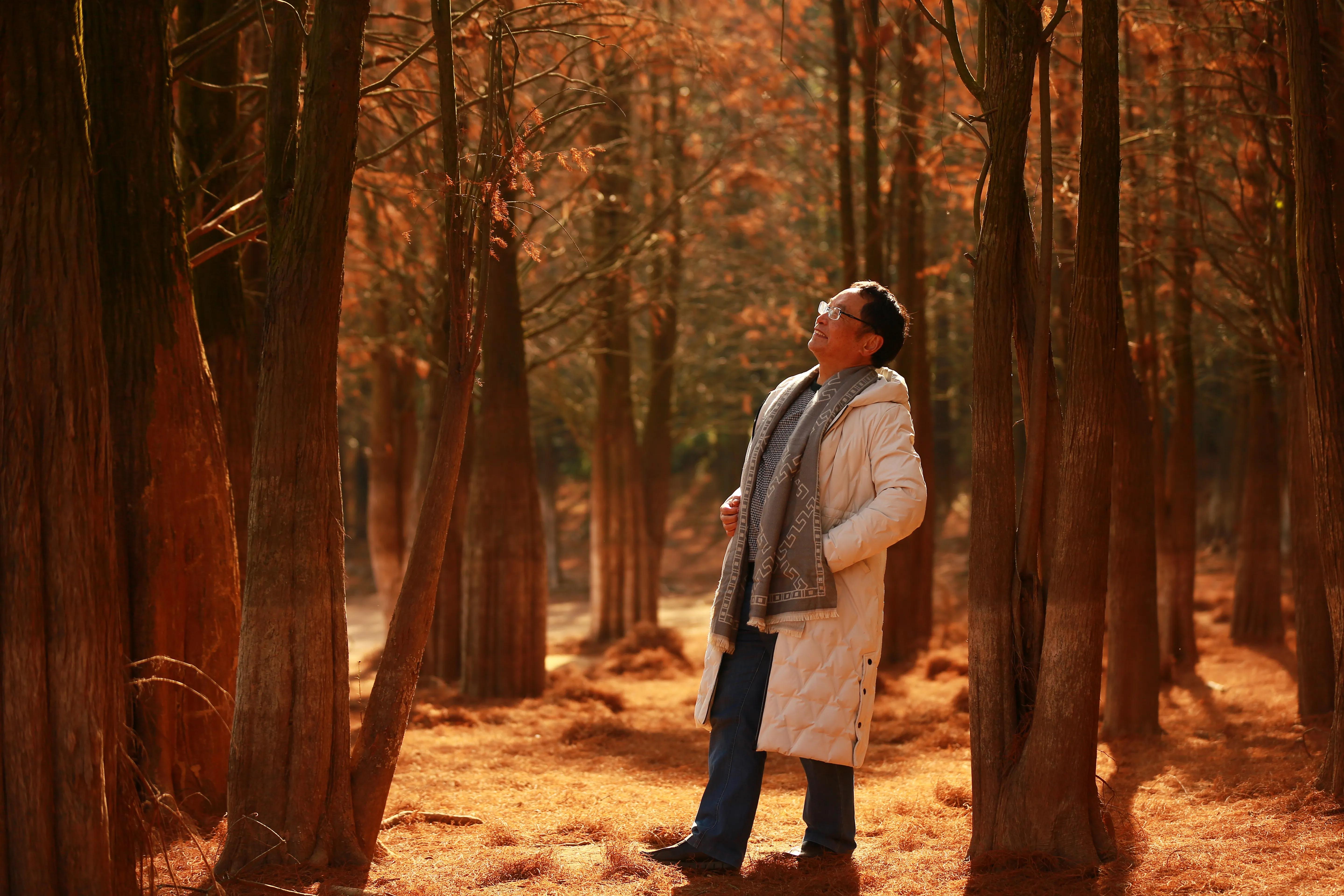 红杉林之恋,红杉林之恋完整版