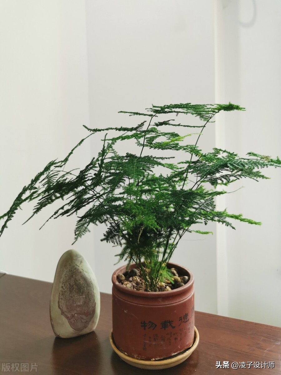 新房装修吸甲醛的绿植,吸附甲醛带香味的绿植