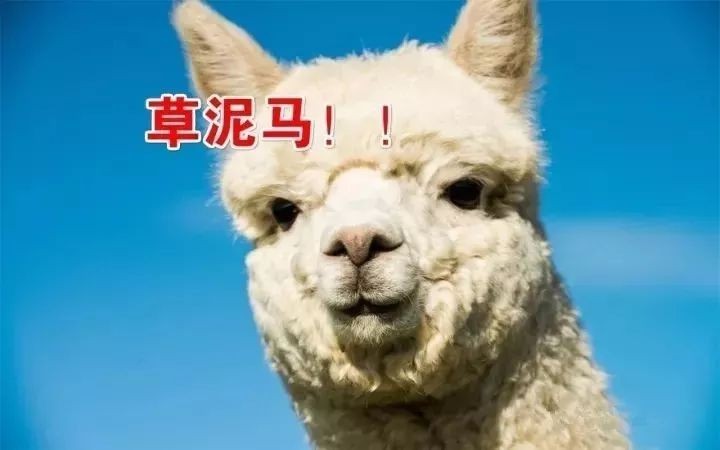 羊驼才是最狠的动物！一口咬掉对手的蛋，从“根”上解决情敌！