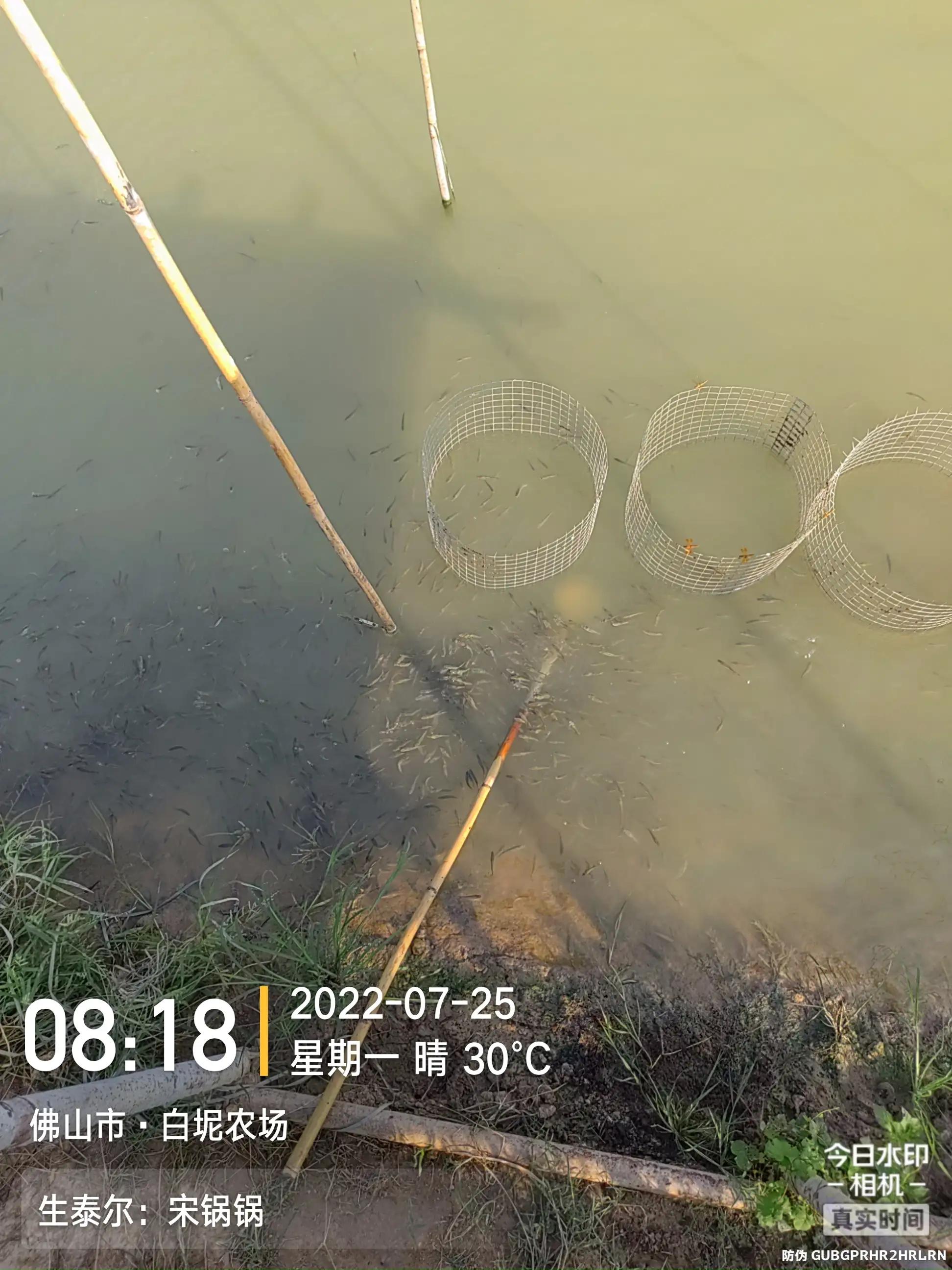 鱼杯状病毒怎么治疗,生鱼弹状病毒特征