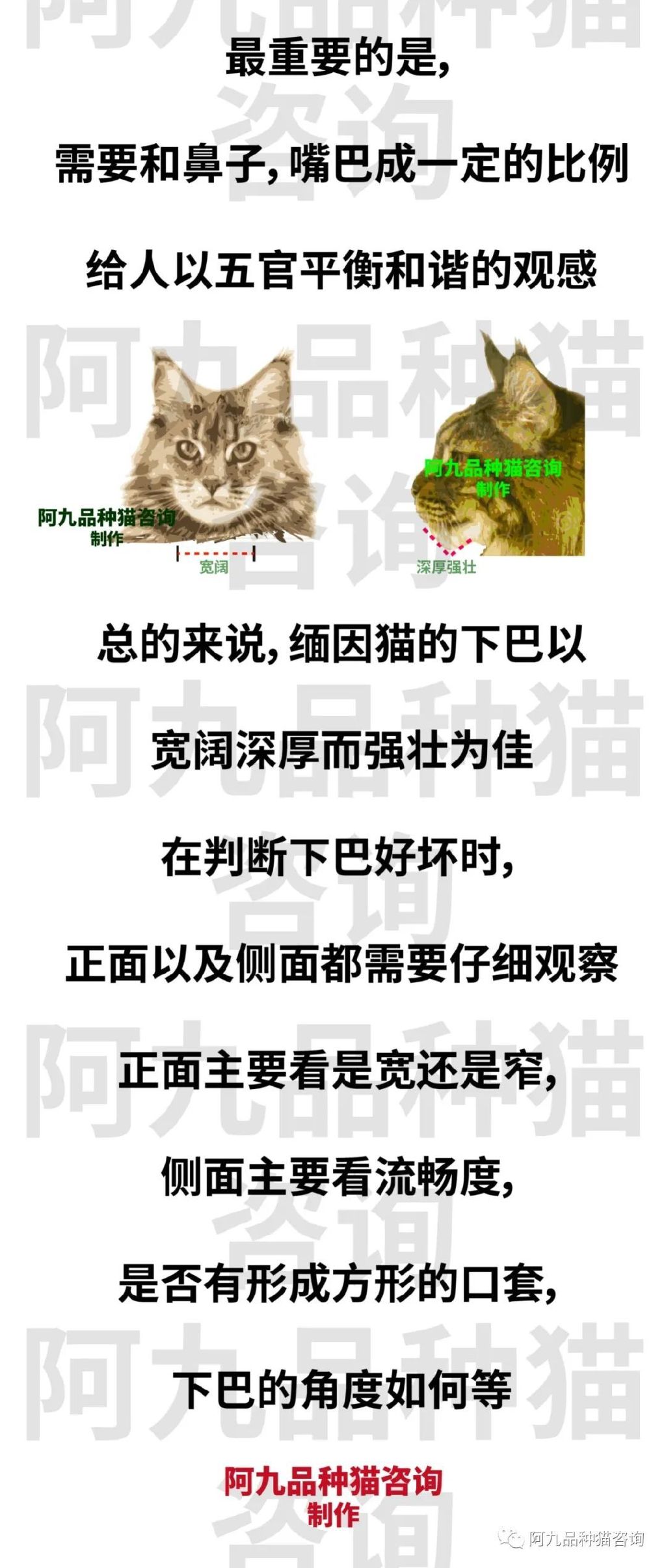 缅因猫品相极好的多少钱,品相一般的缅因猫什么价格