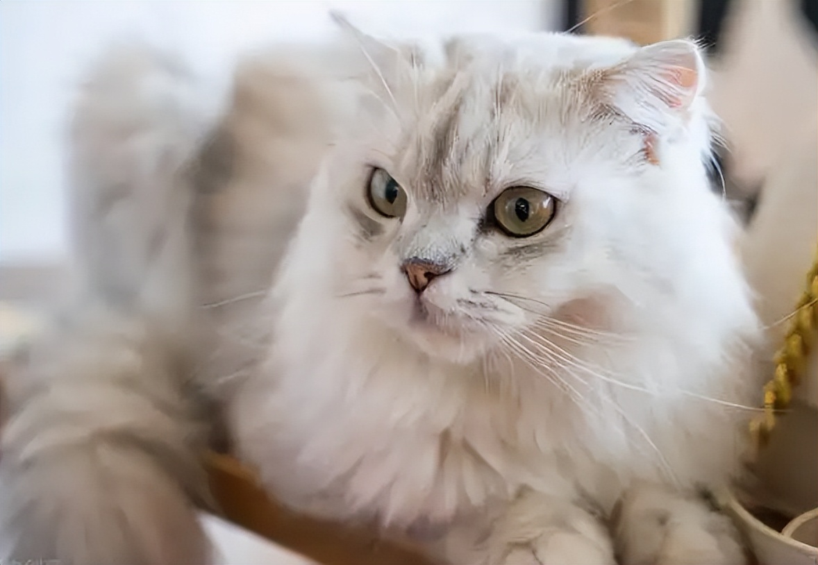 当十二星座遇见小猫咪会怎么样呢,十二星座的专属小猫咪