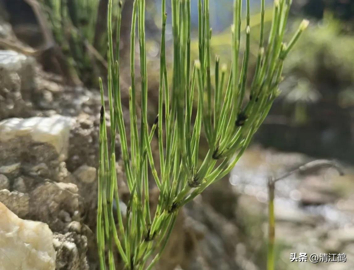 问荆草和笔筒草,笔筒草和问荆草