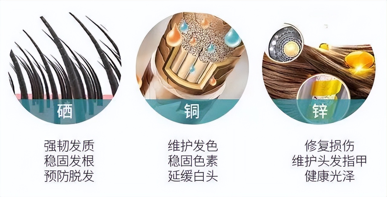 人体肌肉需要哪些主要营养,头发没营养干枯掉发需要补什么