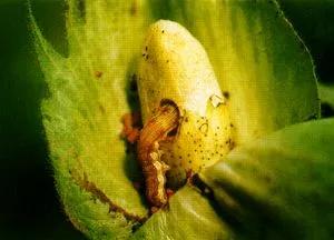 2022年种棉花形势咋样,种棉花难的视频