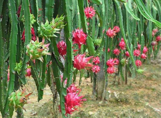 火龙果可以加热会破坏营养成分吗,木瓜与火龙果营养成分对比