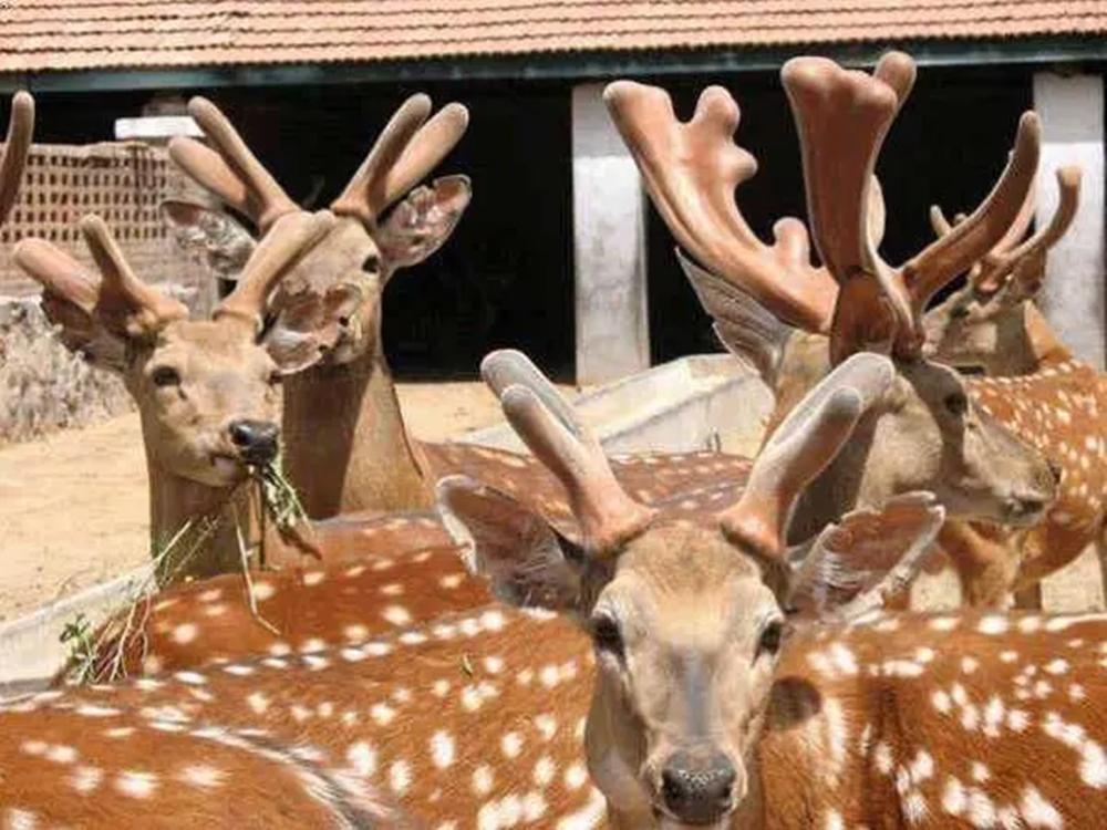 鹿茸和鹿血一起吃效果明显吗,鹿茸和鹿血哪个补肾力量更强