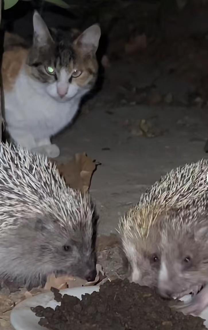 女子每日投喂流浪猫,网友投喂流浪猫引来一群猫后续