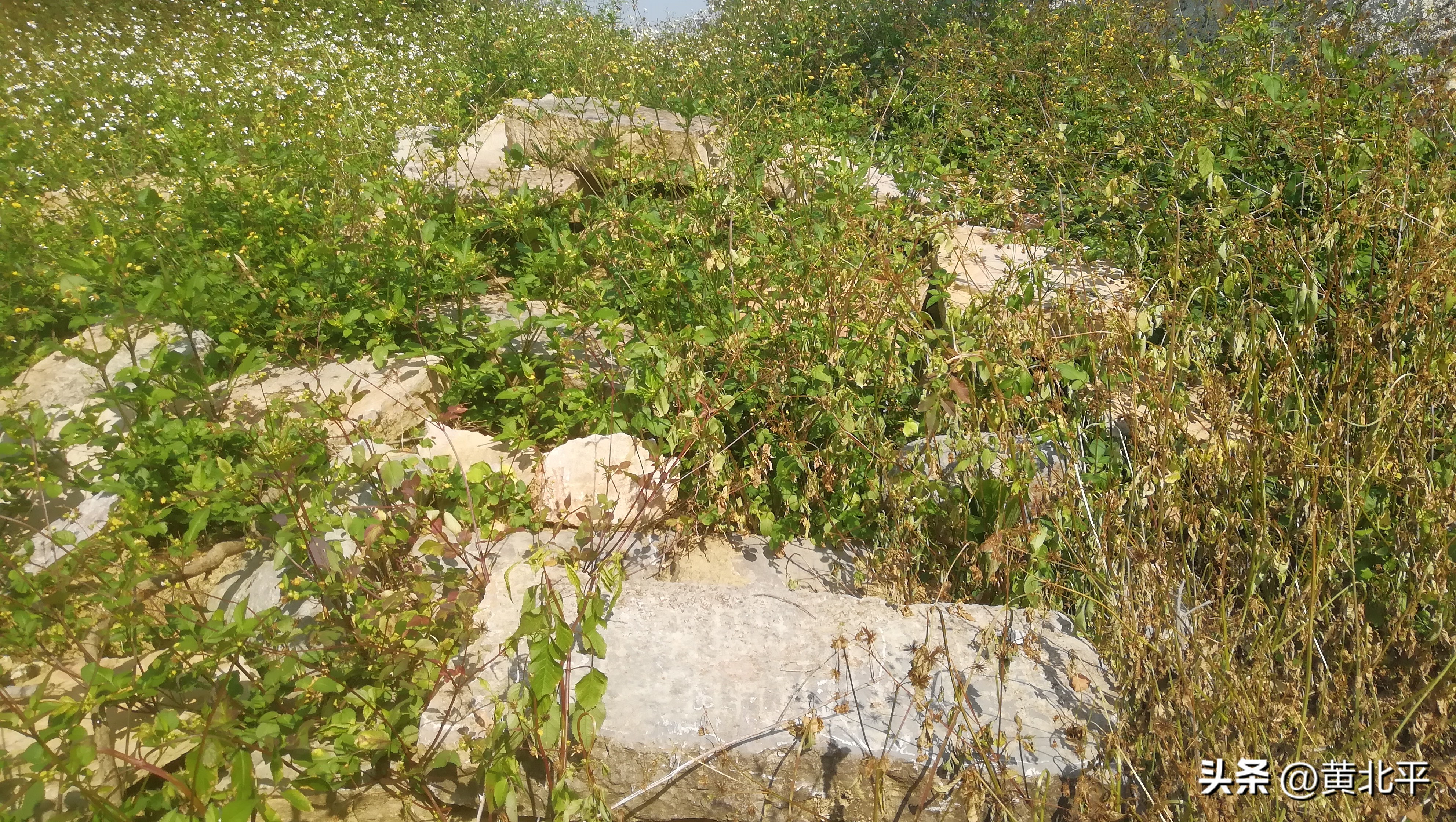 南宁隆安县那桐镇旅游景点,广西隆安那桐镇旅游村