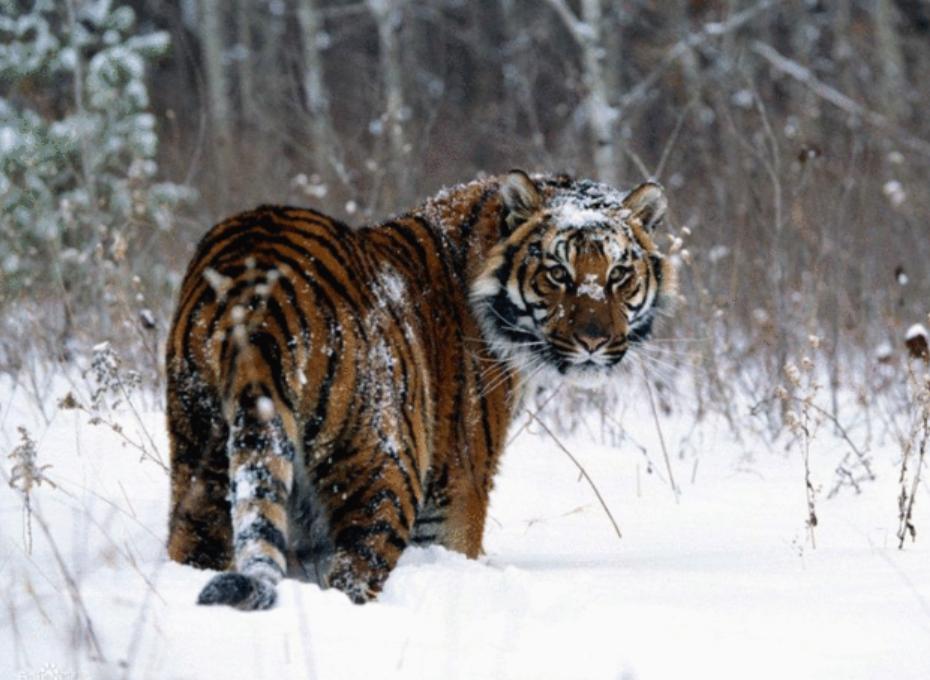 黑天鹅被盗事件,天鹅失踪事件