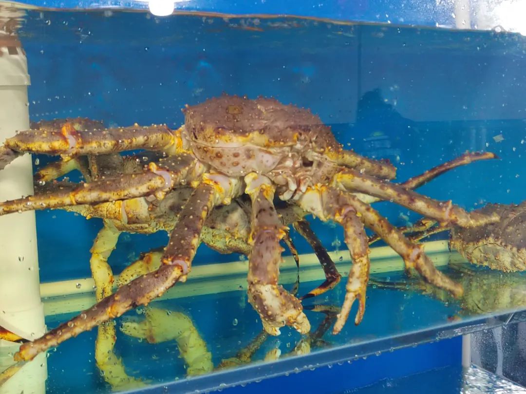 记者实地探访京深海鲜市场,昌平北七家海鲜批发市场