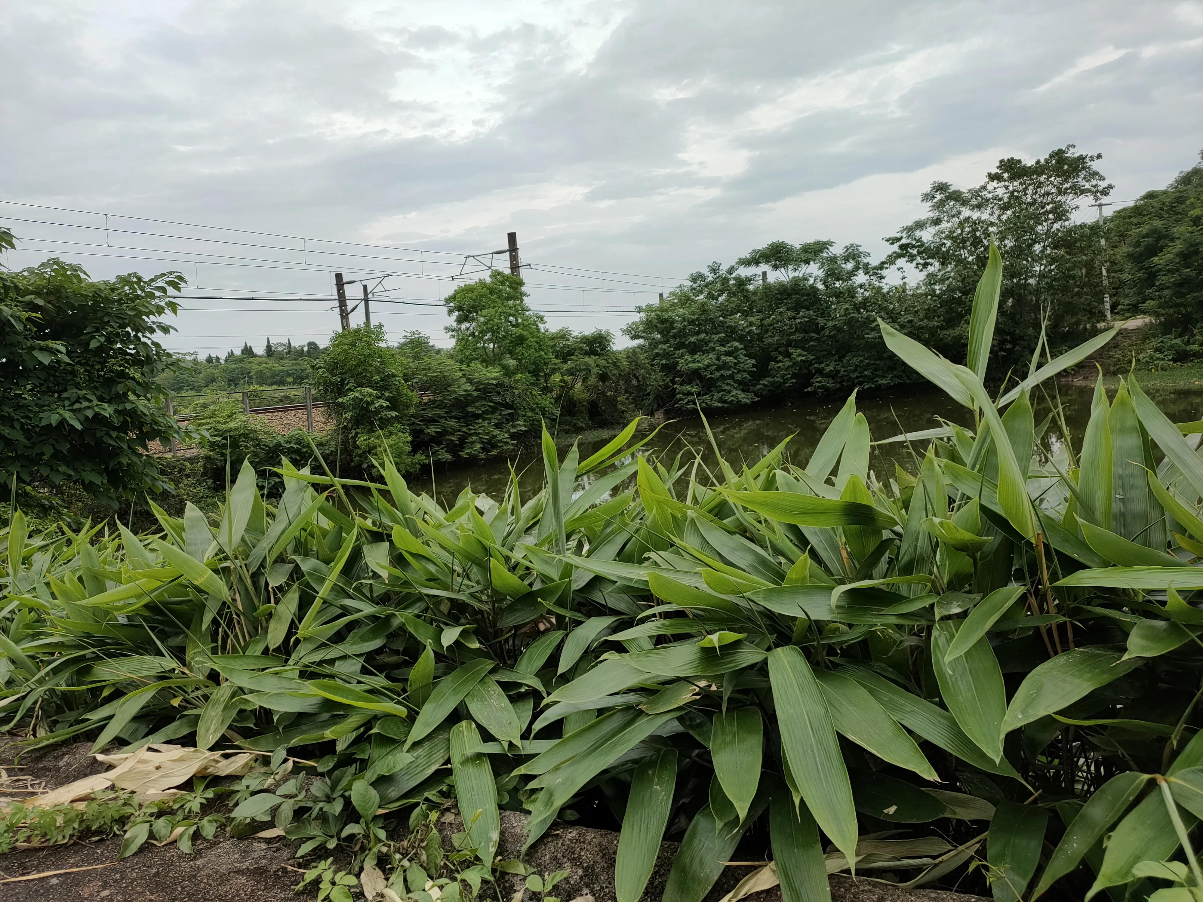 本草纲目田间版原版,小院本草纲目