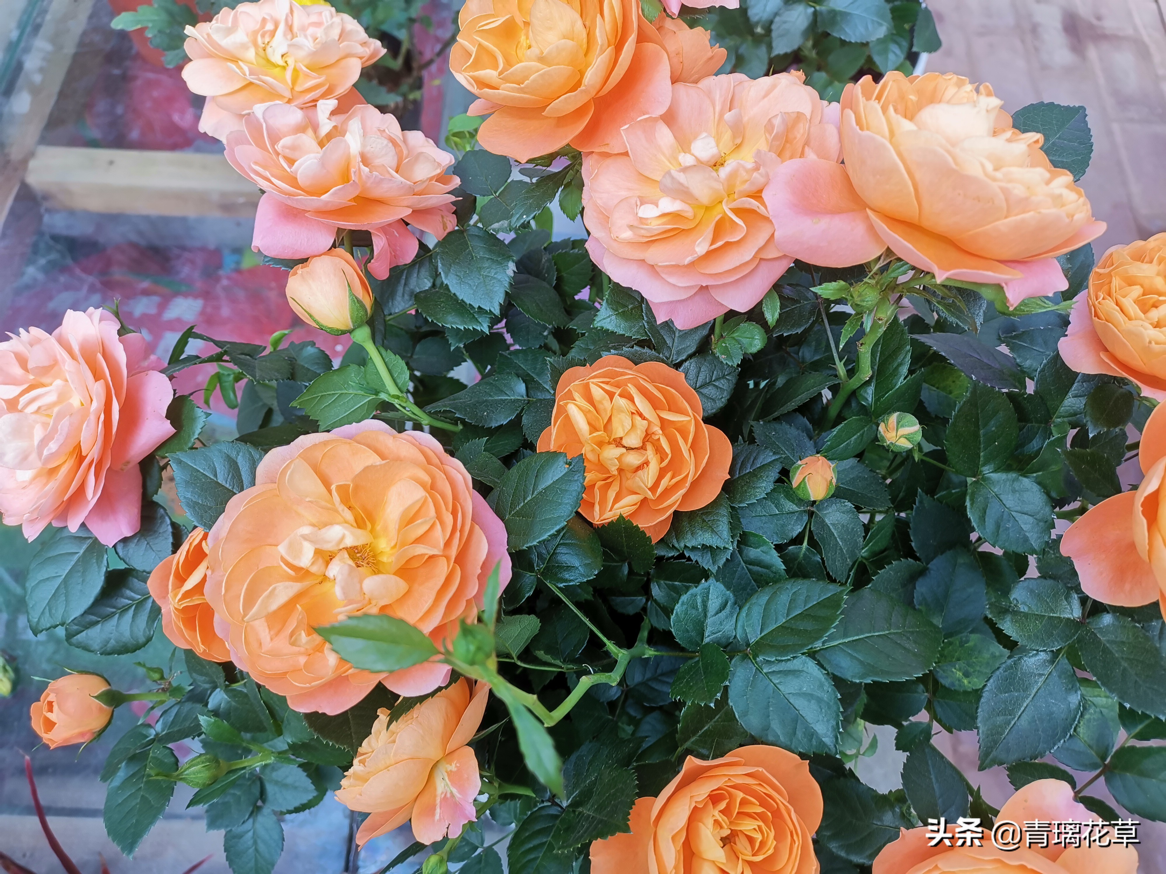 骗人花,四种坑人花