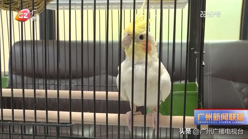 新春走基层丨广州：物业管家不放假贴心服务度佳节