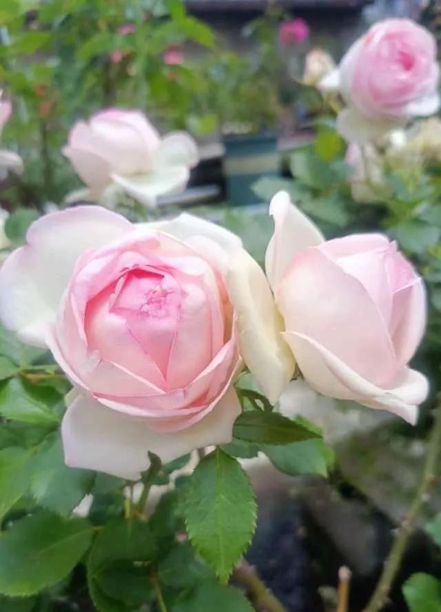 夏花开得最标准的月季花品种,月季色彩艳丽千姿百态