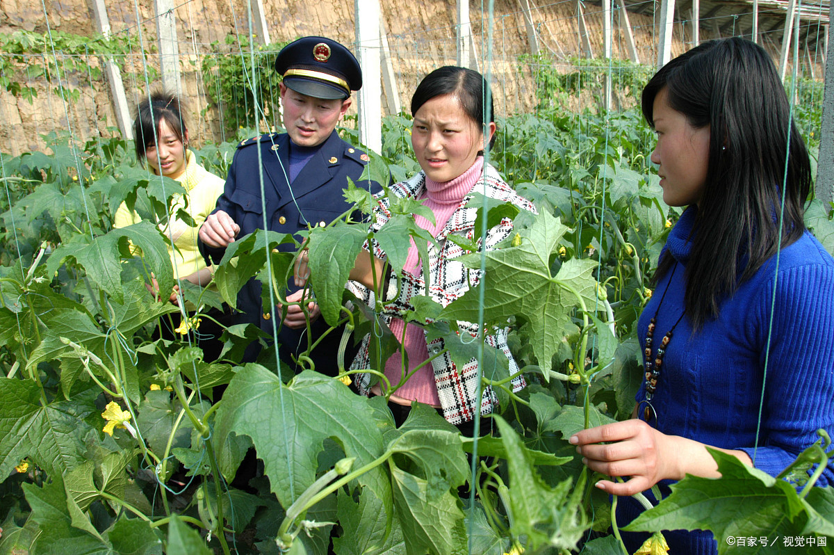 农民专业合作社带动农户发展方式,农村合作社振兴乡村的中坚力量