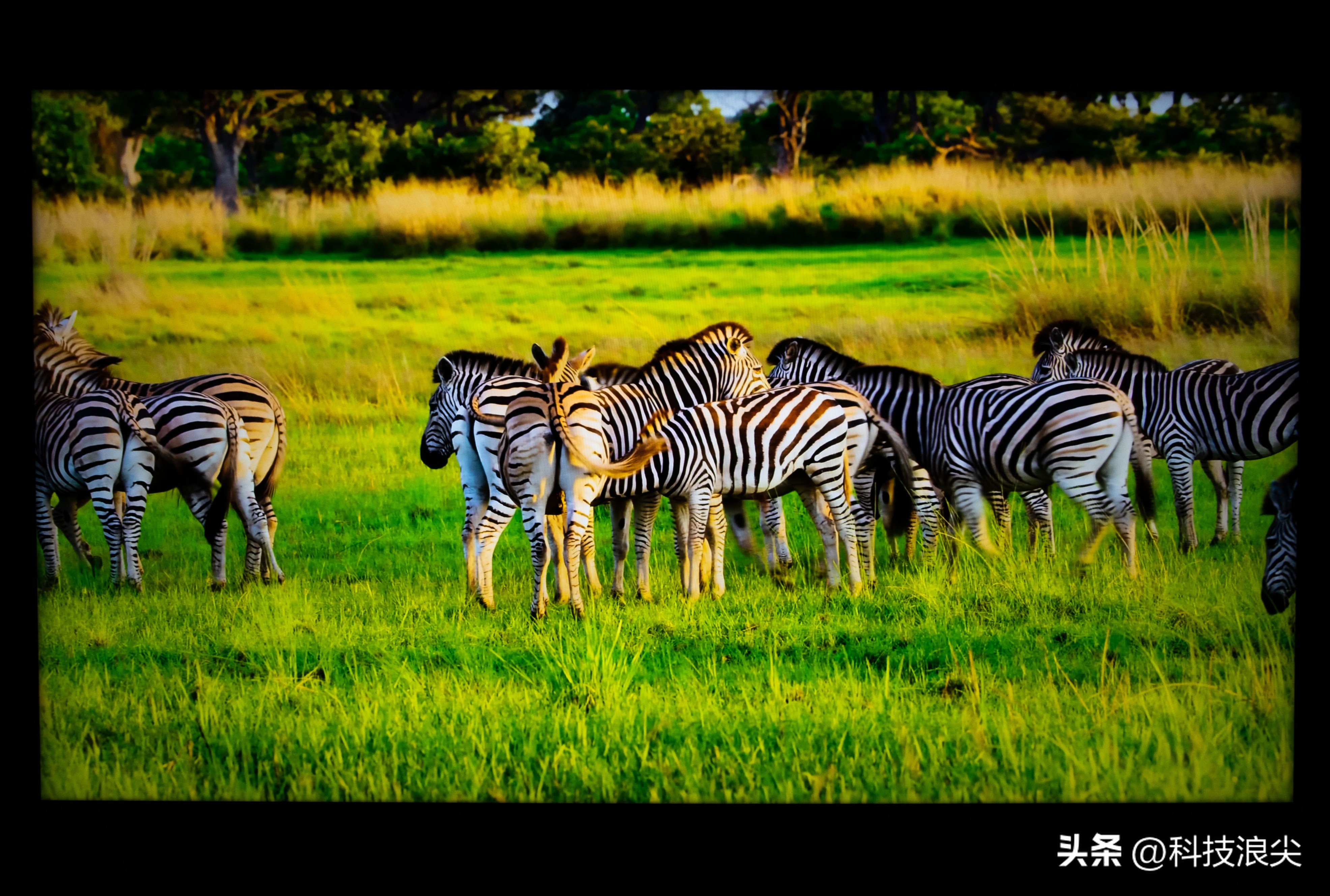 tclq10h浠嬬粛瑙嗛,tclq10g瑙傚奖鏁堟灉