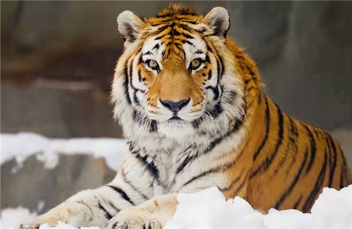 老虎吃过人后真的会被杀掉吗,吃过人的老虎到底有多可怕