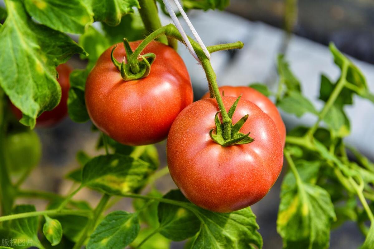 2023十大农业种植致富项目推荐,2022年最赚钱的农业行业有哪些