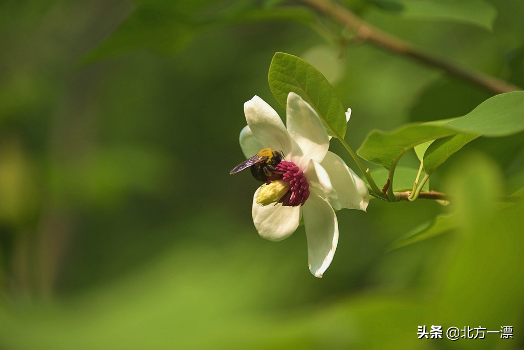 抚顺天女木兰苗规格,抚顺的天女山