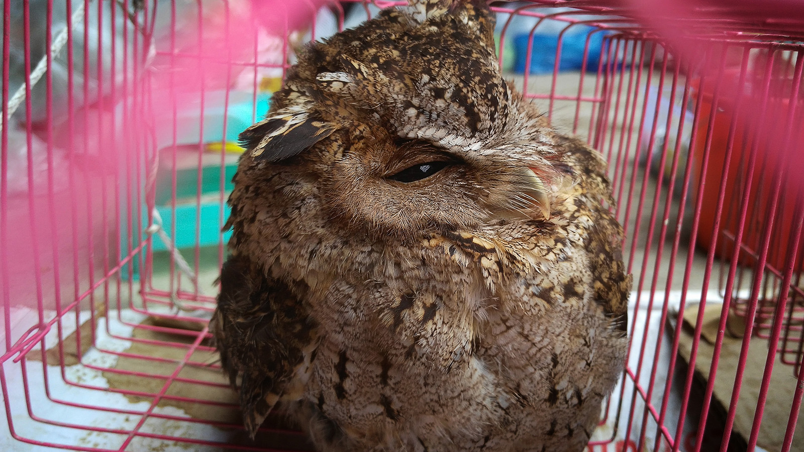 初哥视频,初哥延边烧烤