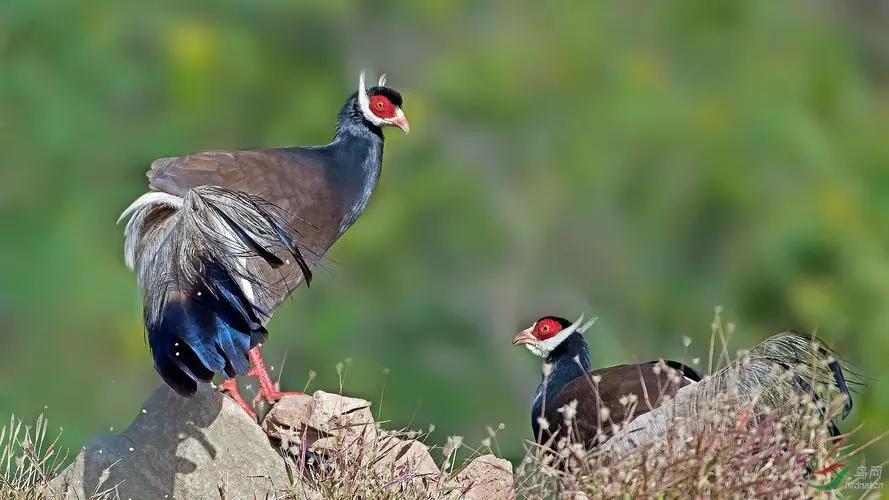 陕西农村出现巨型怪鸟,巨型鸡长500斤