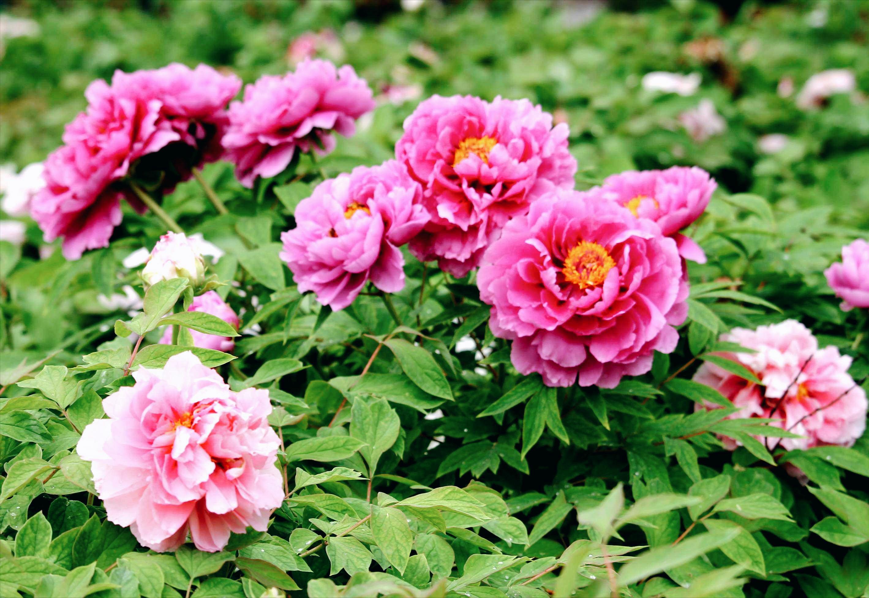 牡丹花古诗100幅,牡丹花娇艳古诗