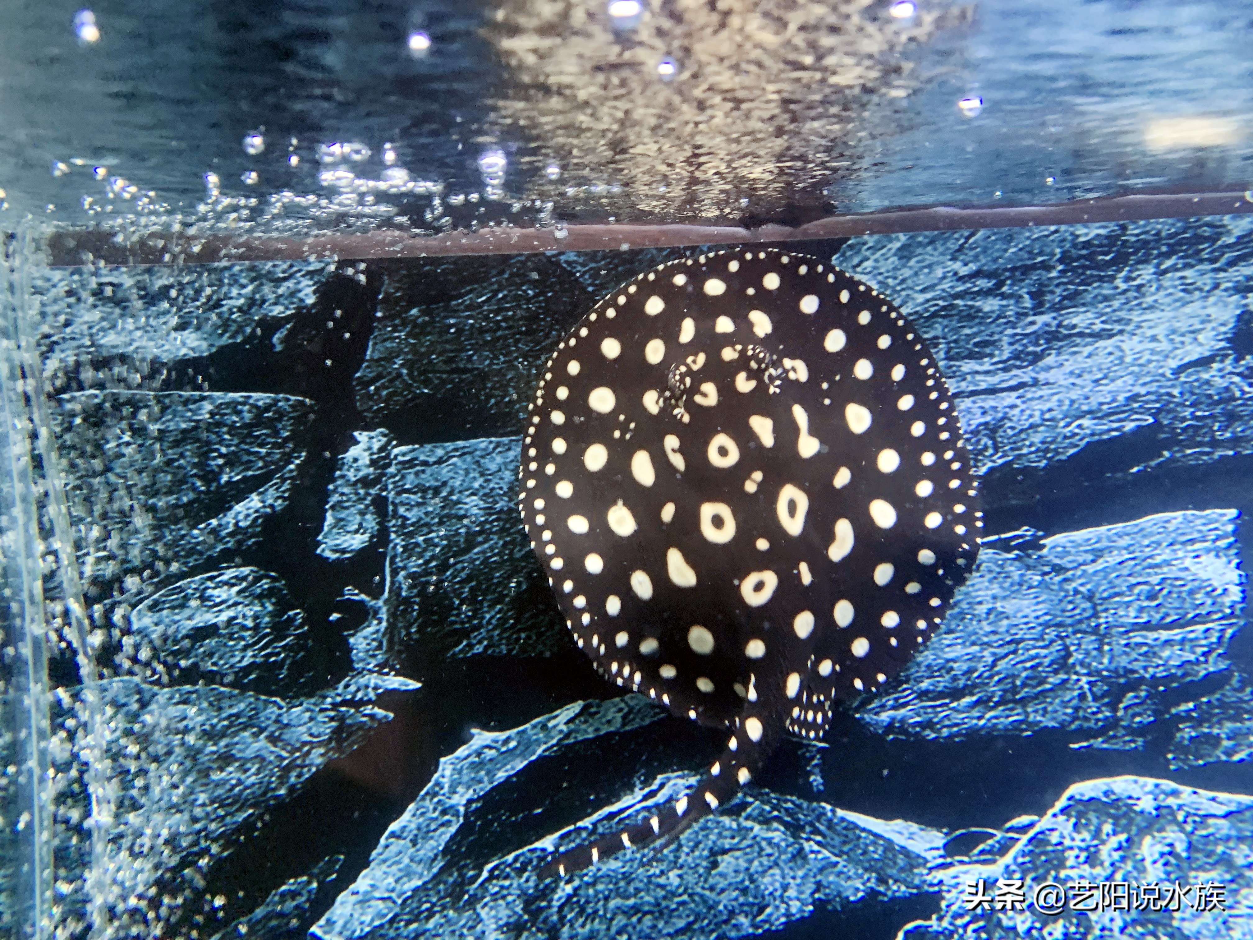 魟鱼饲养的注意事项,干货魟鱼怎么饲养你们了解吗