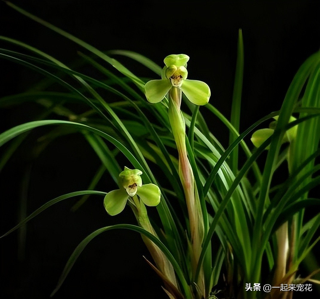 兰花干叶子怎么补救,兰花干尖的补救方法