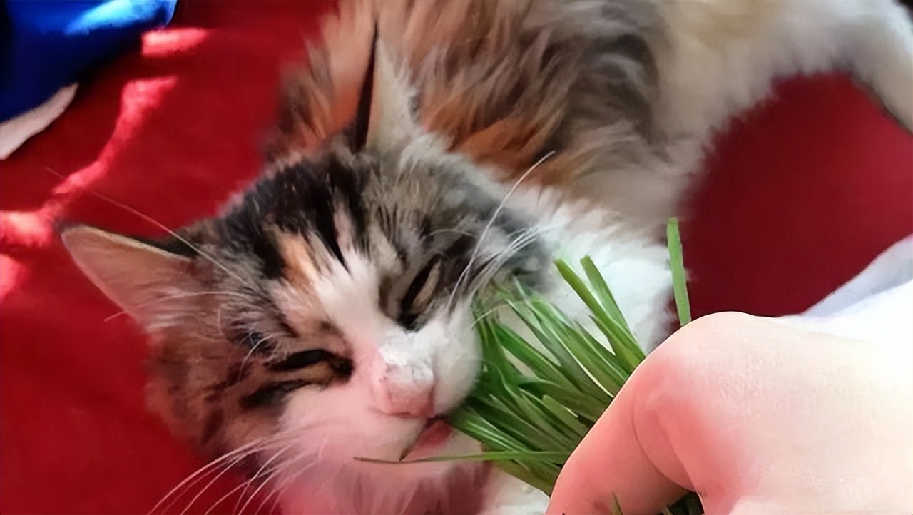 猫咪去除毛球猫草好还是化毛膏好,猫咪是买化毛膏好还是猫草好
