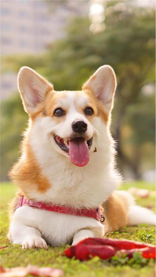 柯基幼犬小知识大全,卡迪根威尔士柯基犬的形态特征