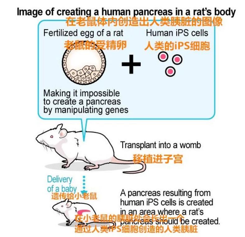 人兽真能杂交？日本批准“人兽杂交嵌合体试验”，福音还是灾难？