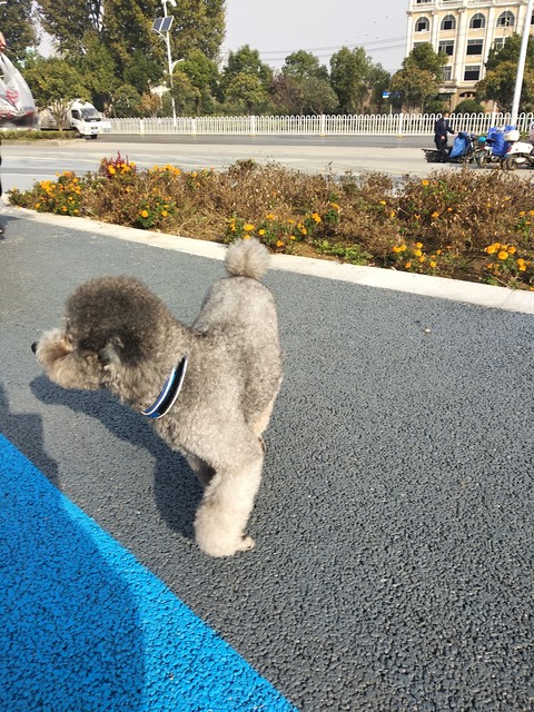 路上碰到狗怎样避免被狗咬,牵绳狗狗咬了没牵绳的狗狗怎么办