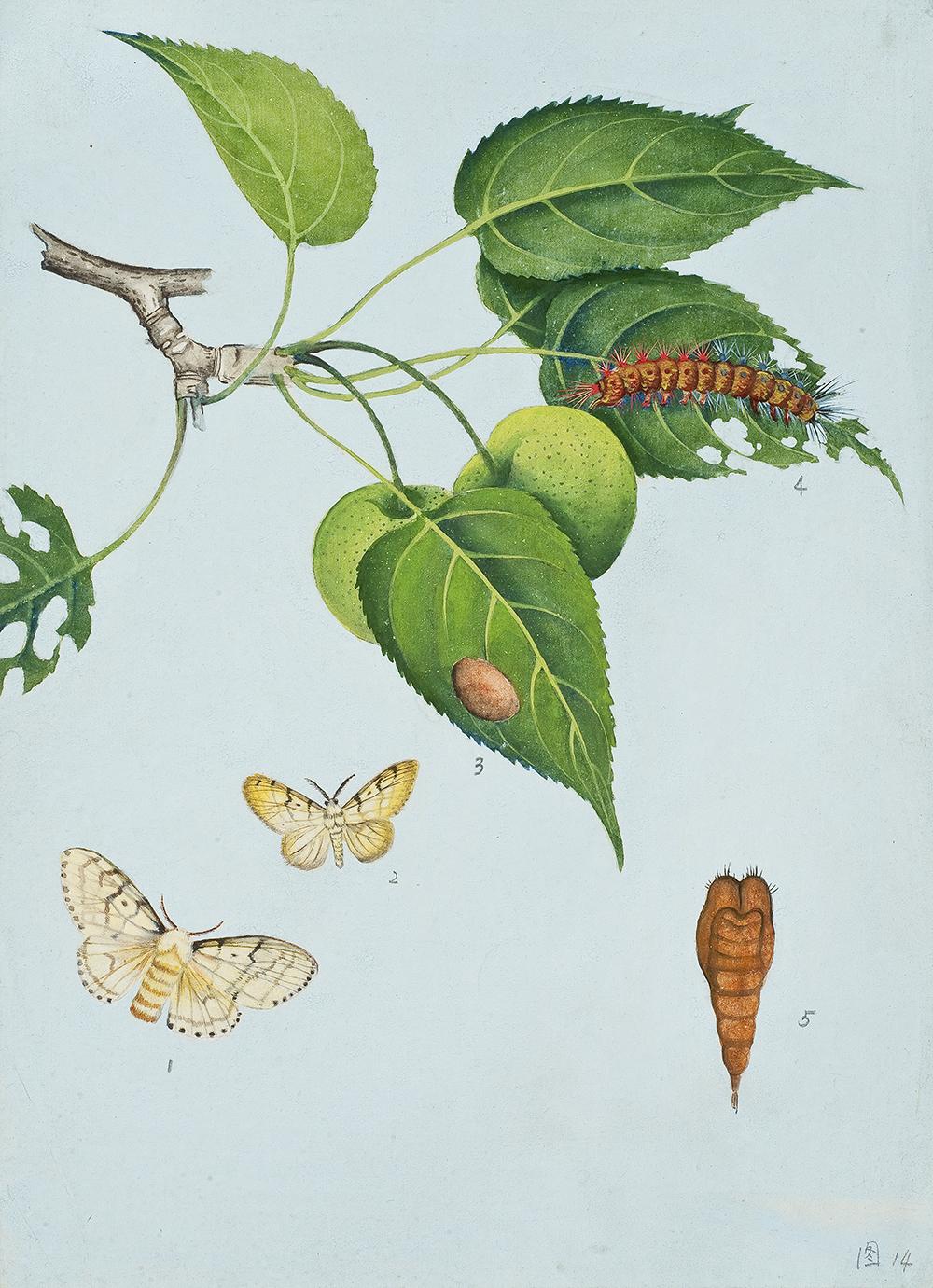 太原市迎泽区：区科技局联合区委宣传部、区科协和迎泽街道共同举办中草药图谱线上展览（动物篇）