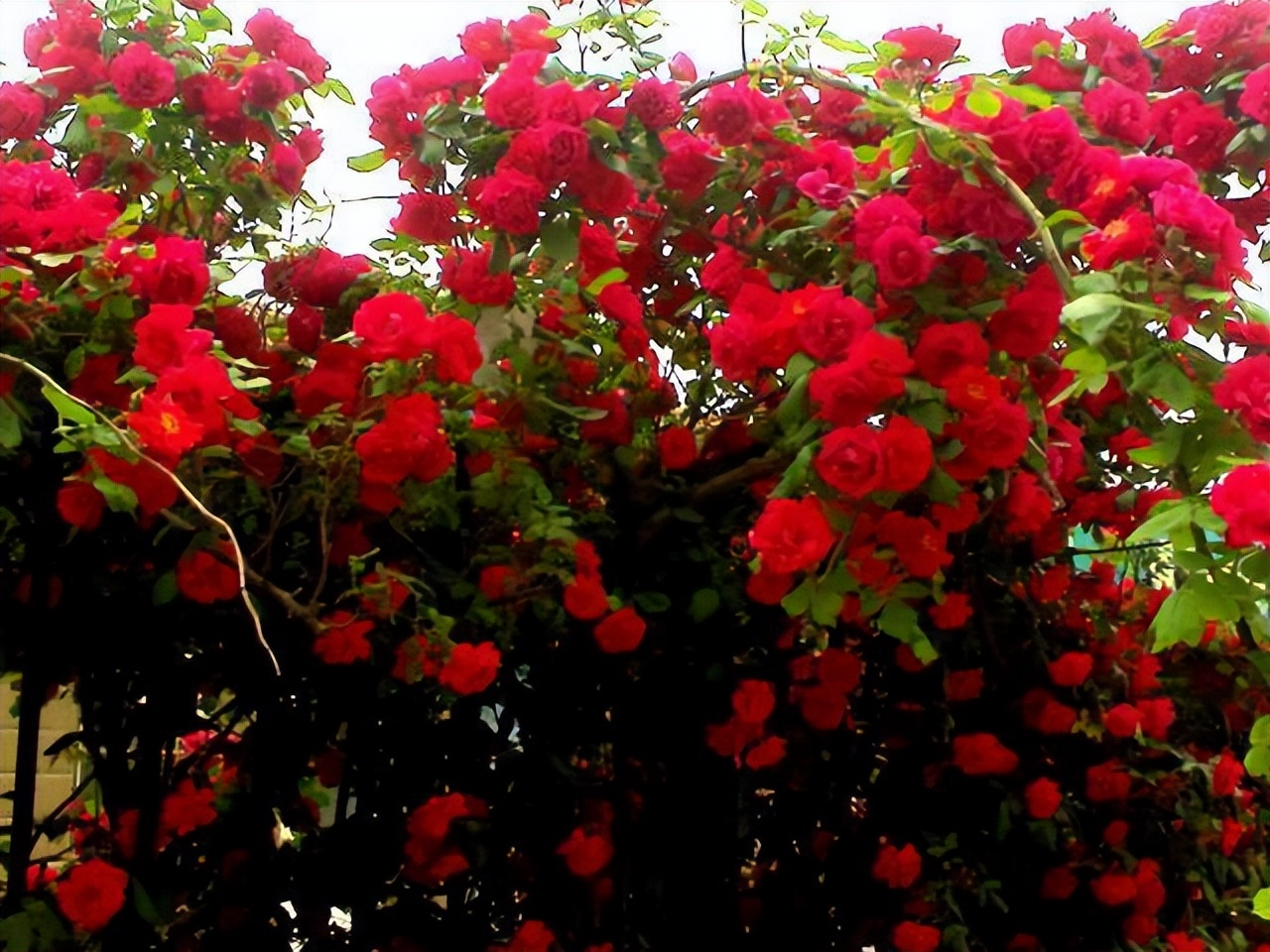 甜蜜红木香花适合屋里养吗,春季地栽的红木香可以让它开花吗
