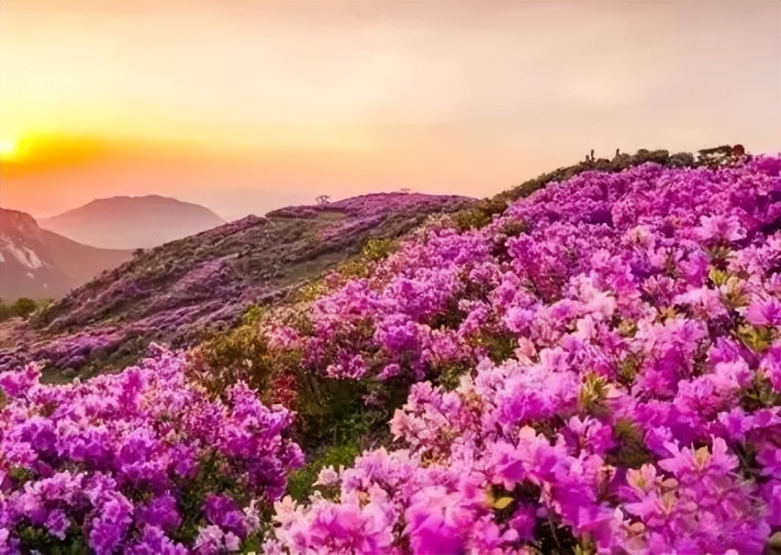 金达莱花盛开视频,延边金达莱盛开的地方