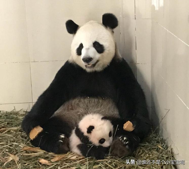 每天认识一只大熊猫——晴晴，奇迹大熊猫，堪称熊猫届的“哪吒”