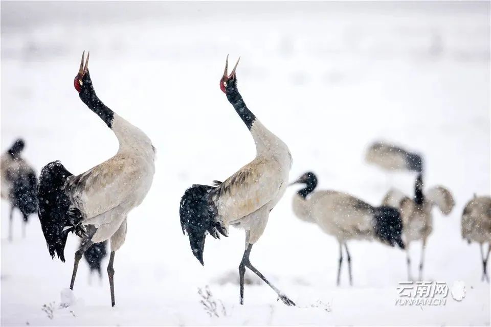 昭通大山包一览众山,昭通市昭阳区大山包乡