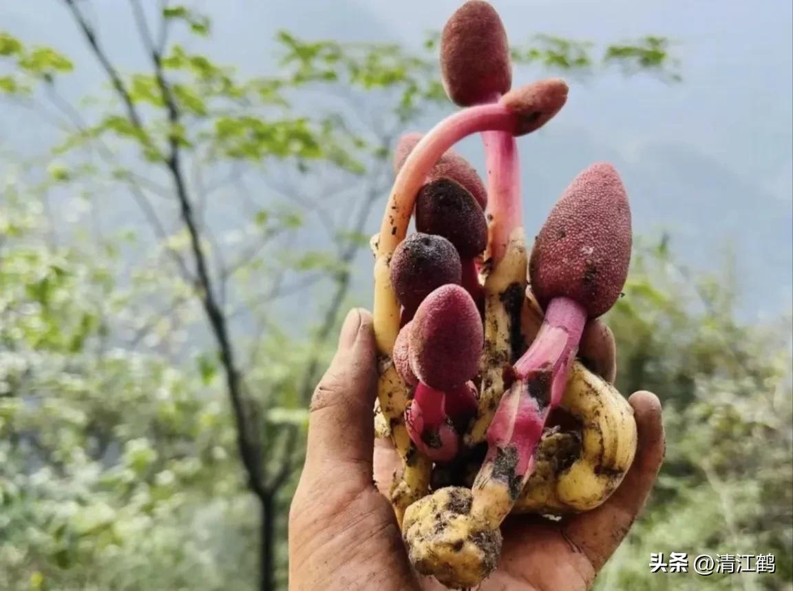 中草药回春草的价格,中草药回春草图片功效和别名