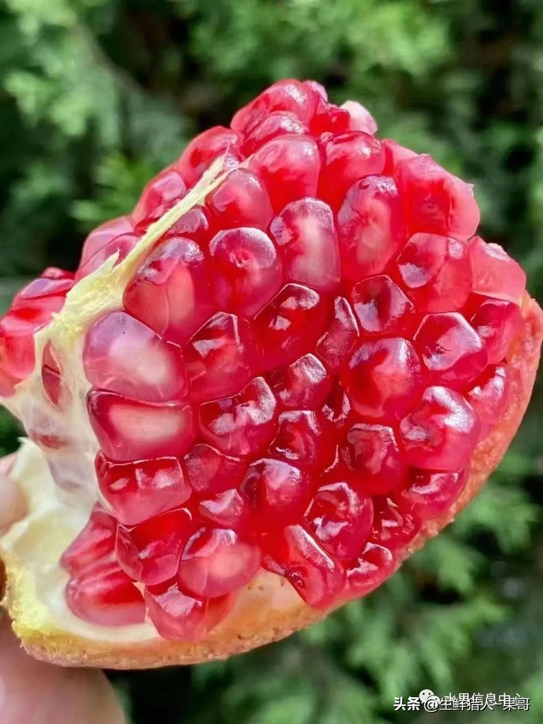 软籽石榴的正确打开方法,多好的软籽石榴