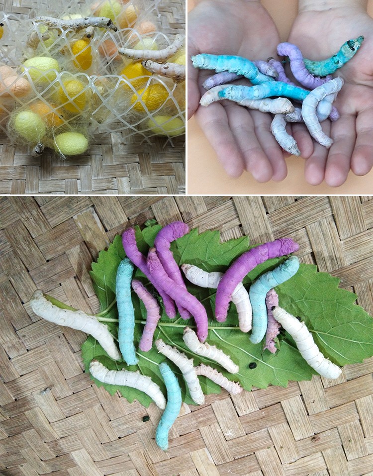 90后美女带娃客厅养七彩蚕，32天近距离观察吐丝结茧，发现新商机