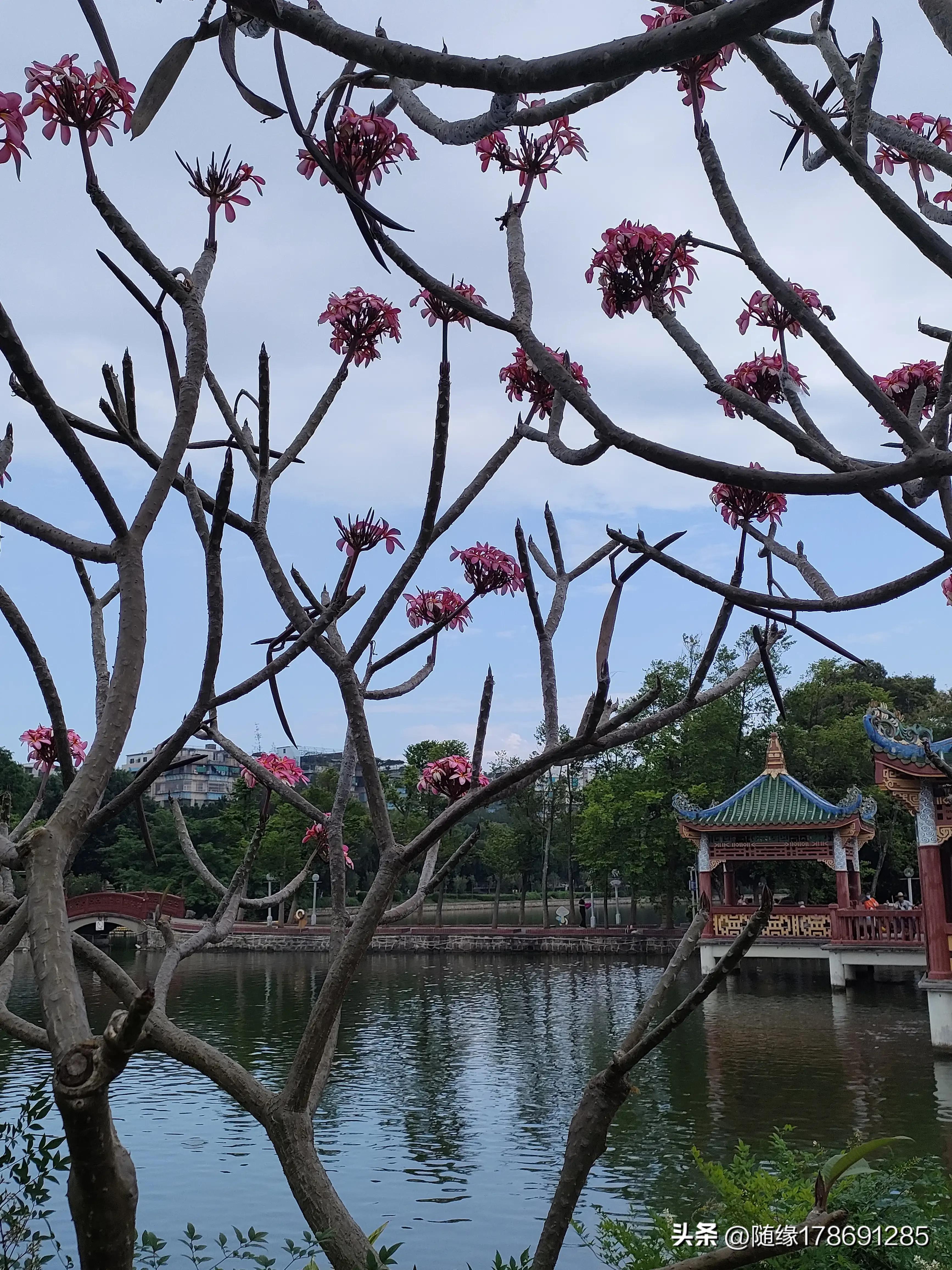 鸡蛋花开,又到了鸡蛋花开的季节