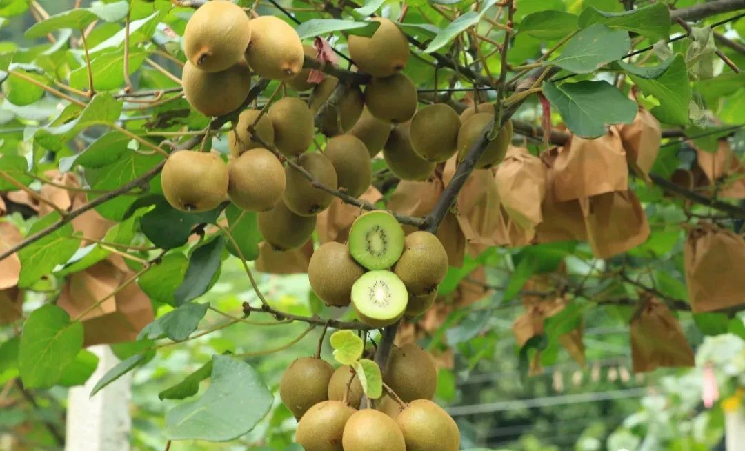 国产猕猴桃和进口奇异果,国产奇异果猕猴桃