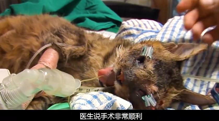 猫咪失明眼球肿大凸出,猫咪失明但眼睛装下了整片星空